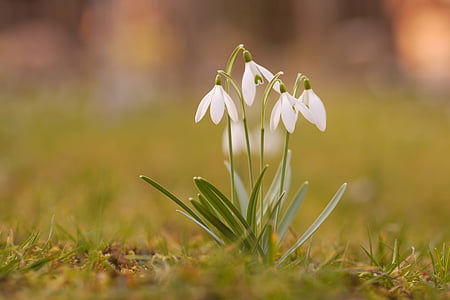 bokeh photography of four white flowers thumbnail