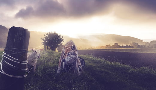 dog beside fence at daytime thumbnail