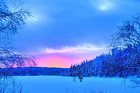 bare trees near body of water thumbnail