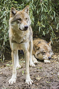 two short-coated white-and-brown dogs thumbnail