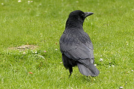 shallow focus photography of crow thumbnail