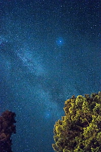 green leaf tree under stargazers thumbnail