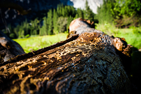 Yosemite, Yosemite Valley thumbnail
