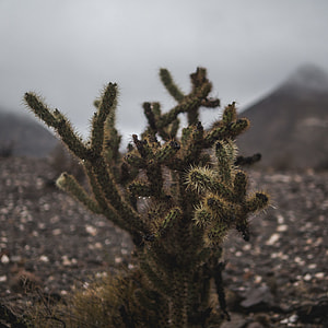 green cactus plant on black rocky field under grey cloudy sky thumbnail
