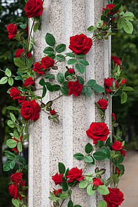 red roses around white concrete pillar thumbnail