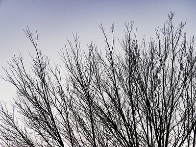 low-angle view of leafless tree thumbnail
