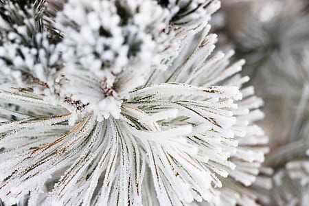 close-up photography of white pine tre thumbnail