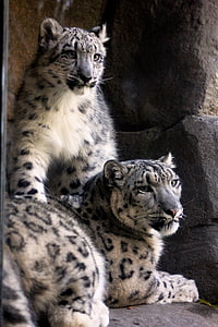 cheetah standing beside another cheetah in front of black rock thumbnail