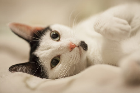 photo of gray and white cat lying on cloth thumbnail