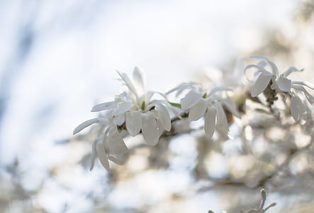 White Petaled Flower during Daytime thumbnail
