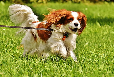 selective focus photography of adult orange and white Cavalier King Charles spaniel with leash running on green grass field during daytime thumbnail