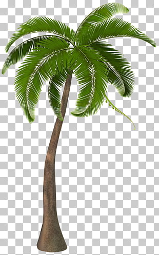 Arecaceae , Beautiful Palm Tree , coconut tree illustration PNG clipart