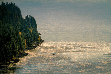green trees beside sea shore thumbnail