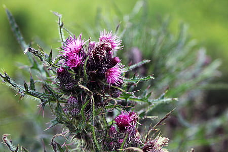 Purple and Green Flowers Under Bright Sky thumbnail