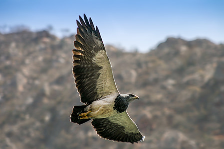 white and brown flying bird on the sky thumbnail