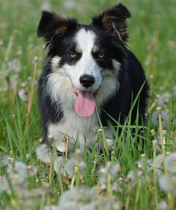 Flower Meadow, Border Collie thumbnail