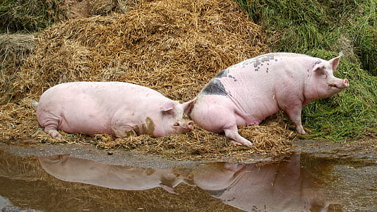 two pink pigs near swamp thumbnail