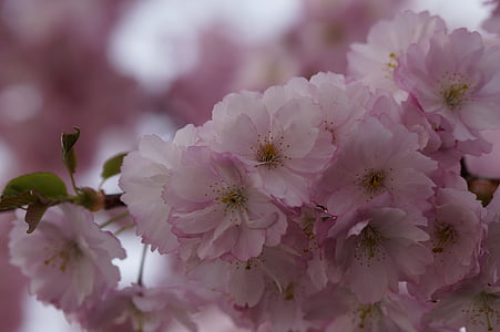 selective focus photography of pink-and-white petaled flowers at daytime thumbnail
