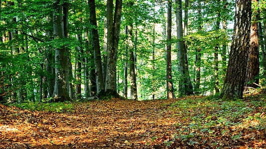 green forest during daytime thumbnail