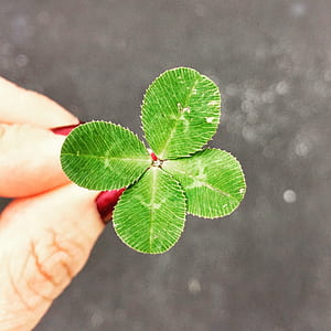 person holding four leaf clover thumbnail
