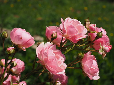 closeup photo of pink rose flowers thumbnail