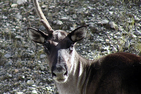 close-up photo of deer at daytime thumbnail