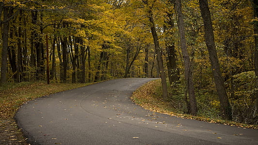 woodland road in spring thumbnail