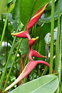 red and yellow heliconia flower thumbnail