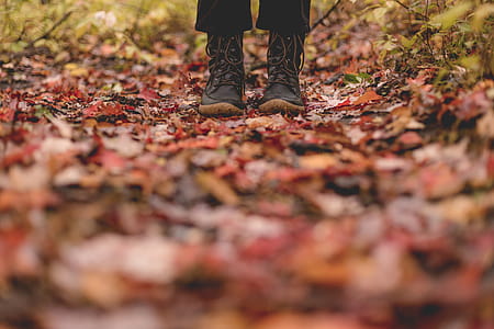 Standing In Fall Leaves Photo thumbnail