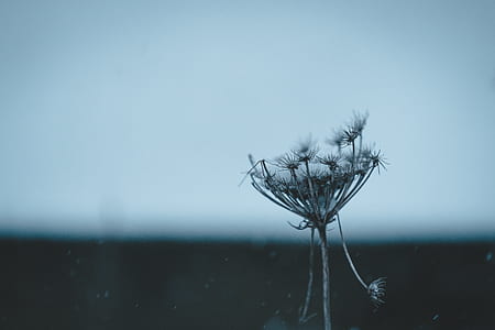 white dandelion in tilt photography thumbnail