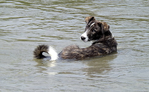 short-coated black and white dog on body of water thumbnail