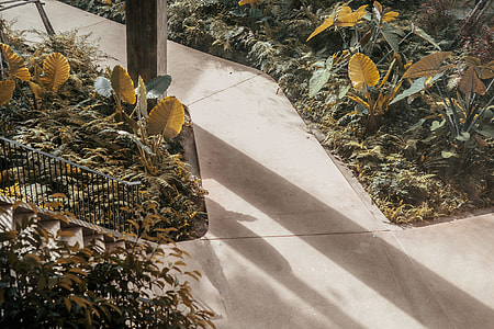 gray concrete pathway between brown taro plants at daytime thumbnail