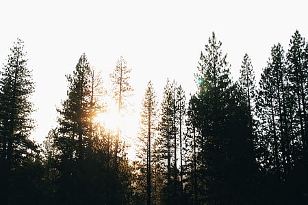 low angle photography of pine tree thumbnail