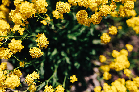Small yellow flowers thumbnail
