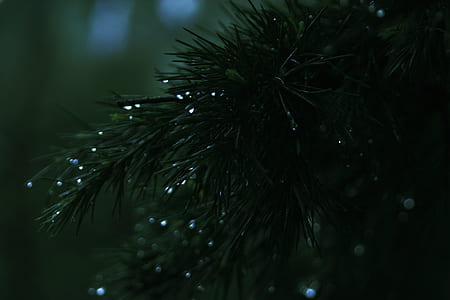 nature, dark, blur, leaves thumbnail