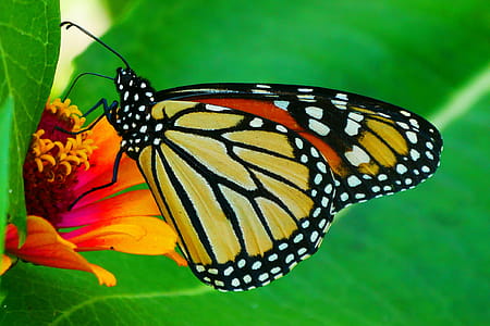 Picture of monacrh butterfly resting on a zinnia flower. thumbnail