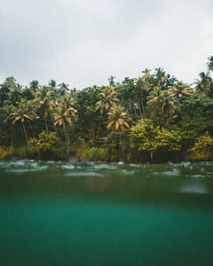coconut trees near river under white clouds nature photography thumbnail