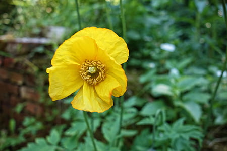 close up photo of yellow petaled flower thumbnail