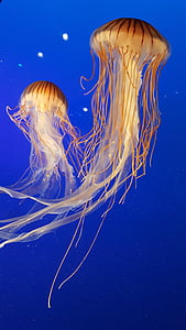 yellow jelly fish in close-up photography thumbnail