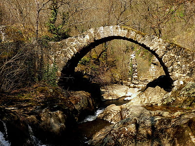 brown wooden bridge between trees during daytime thumbnail