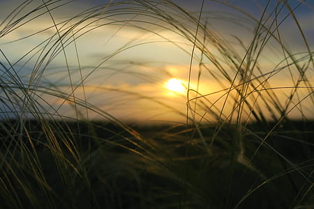 open field during golden hour thumbnail