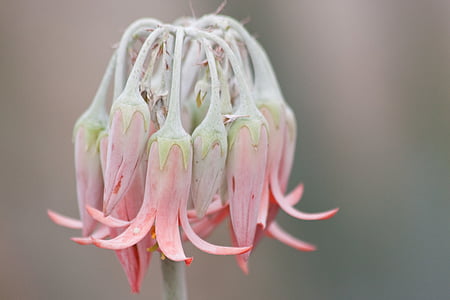 macro photography of pink flowers thumbnail