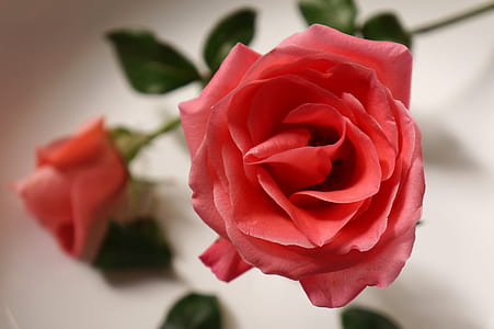pink rose thumbnail