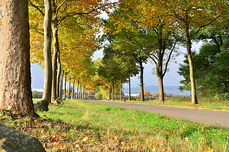 Golden Autumn, Autumn Forest thumbnail