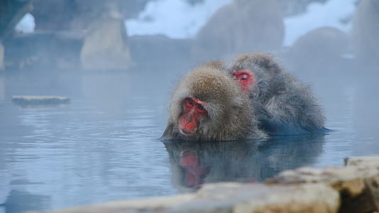 water, cute, lake, animals thumbnail