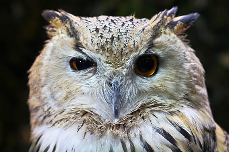 Closeup Photography of White and Brown Owl thumbnail
