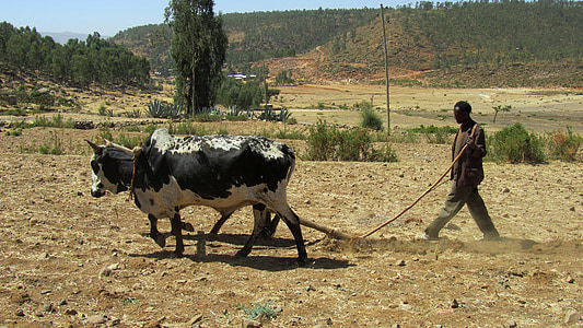 white and black cattle beside man wearing brown shirt thumbnail