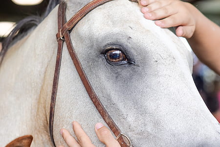 person holding horse head thumbnail