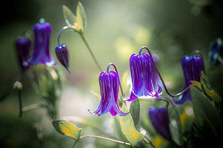 selective focus of purple bluebell flowers thumbnail