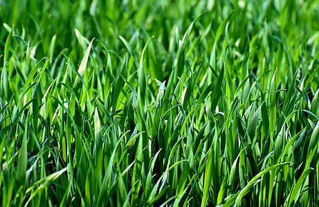 selective focus photography of green grass field thumbnail